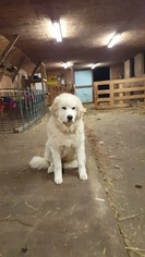 Father of the Great Pyrenees puppies born on 04/19/2017