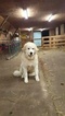 Small Photo #1 Great Pyrenees Puppy For Sale in COLUMBUS JUNCTION, IA, USA