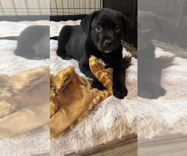 Medium Photo #1 Labrador Retriever-Unknown Mix Puppy For Sale in Brewster, NY, USA