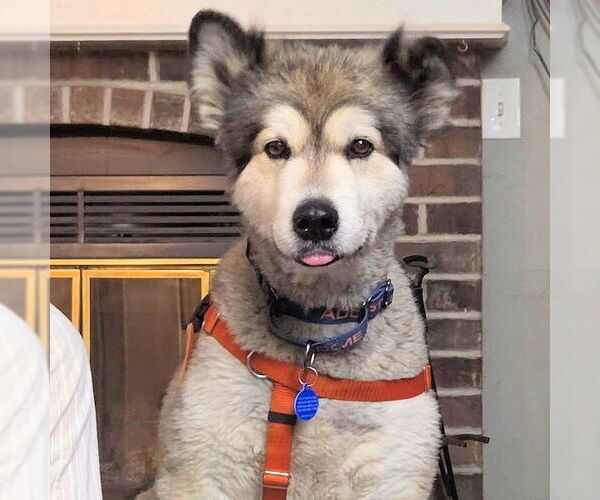 Medium Photo #2 Alaskan Malamute Puppy For Sale in Omaha, NE, USA