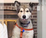 Small #1 Alaskan Malamute