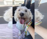 Small #4 Maltese Mix