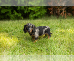 Small #4 Dachshund