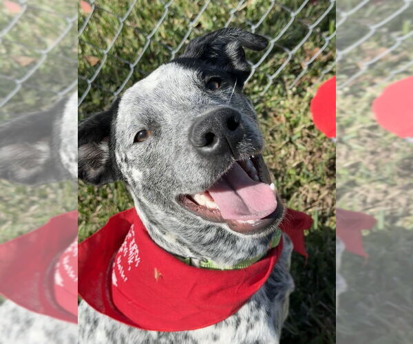 Medium Photo #4 Mutt Puppy For Sale in San Leon, TX, USA