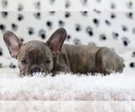 Small Photo #1 French Bulldog Puppy For Sale in BANKSVILLE, NY, USA