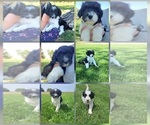 Image preview for Ad Listing. Nickname: puppy