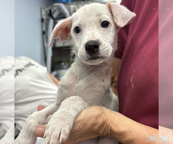 Medium Photo #1 Mutt Puppy For Sale in Washington, DC, USA