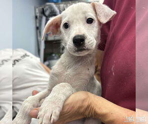 Mutt Dogs for adoption in Washington, DC, USA