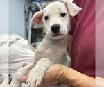 Small Mutt