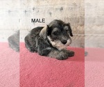 Litter of 8 - Male(s) and Female(s) Schnauzer (Miniature)Litter of Puppies for Sale - Photo #12