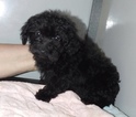 Small Photo #1 Goldendoodle-Poodle (Miniature) Mix Puppy For Sale in MIDDLEBURY, IN, USA