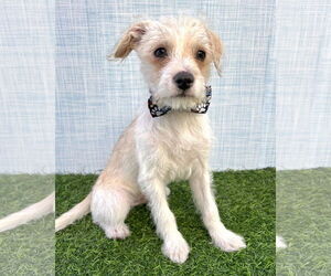 Wapoo Dogs for adoption in Corona, CA, USA