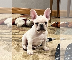 French Bulldog Puppy for sale in BOLIVAR, MO, USA