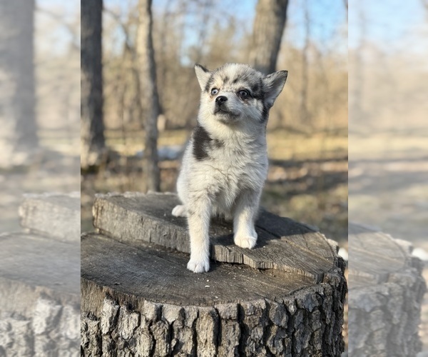 Medium Photo #20 Alaskan Klee Kai-Pomsky Mix Puppy For Sale in STAPLES, MN, USA