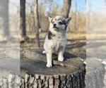 Small #19 Alaskan Klee Kai-Pomsky Mix