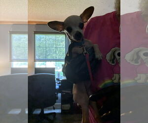 Chihuahua Dogs for adoption in Middlesex, NC, USA