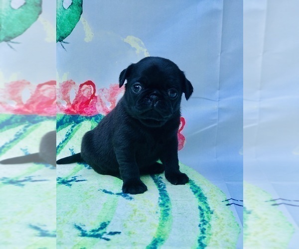 Medium Photo #13 Pug Puppy For Sale in CANTON, CT, USA