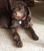 Small Photo #1 Labradoodle-Poodle (Standard) Mix Puppy For Sale in HILL COUNTRY VILLAGE, TX, USA