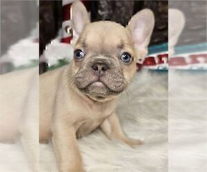 French Bulldog Puppy for sale in WINTER PARK, FL, USA
