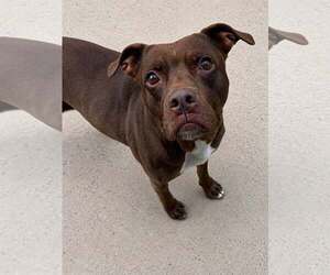 Mutt Dogs for adoption in Martinsburg, WV, USA