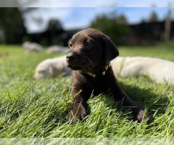 Medium Photo #1 Labrador Retriever Puppy For Sale in BRUSH PRAIRIE, WA, USA