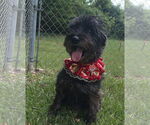 Small Photo #4 Mutt Puppy For Sale in Rockaway, NJ, USA