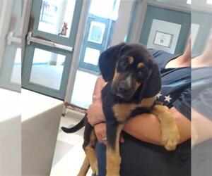 Mutt Dogs for adoption in Oklahoma City, OK, USA