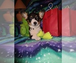 Small Photo #48 Cowboy Corgi Puppy For Sale in GALLEGOS, NM, USA