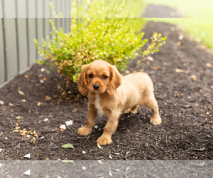 Cavalier King Charles Spaniel Puppy for sale in TOPEKA, IN, USA