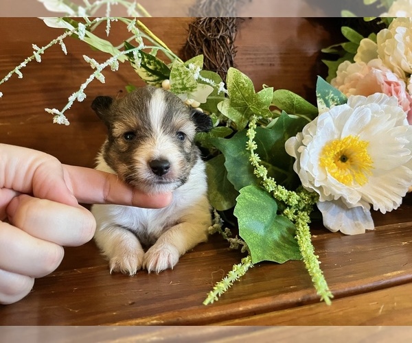 Medium Photo #1 Shetland Sheepdog Puppy For Sale in KINGSPORT, TN, USA