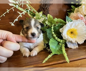 Shetland Sheepdog Puppy for sale in KINGSPORT, TN, USA
