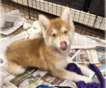 Small Photo #3 Siberian Husky Puppy For Sale in House Springs, MO, USA