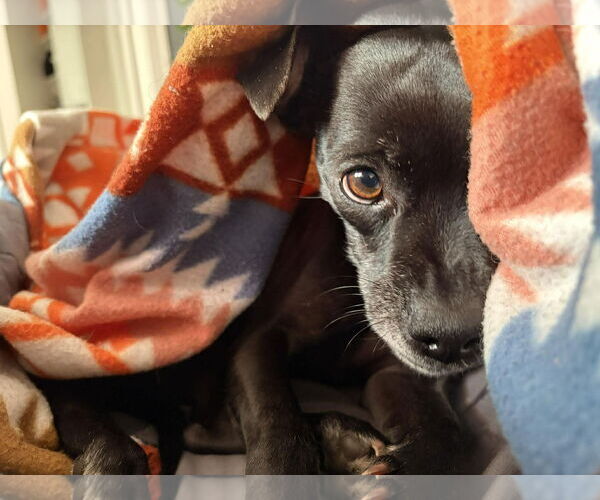 Medium Photo #3 Chihuahua-Unknown Mix Puppy For Sale in Grafton, WI, USA