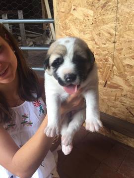 Medium Photo #1 Anatolian Shepherd Puppy For Sale in AUSTIN, TX, USA