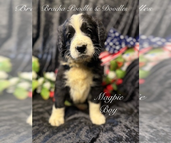 Medium Photo #4 Golden Mountain Doodle  Puppy For Sale in SAINT CLOUD, MN, USA