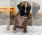 Small #8 Boxer