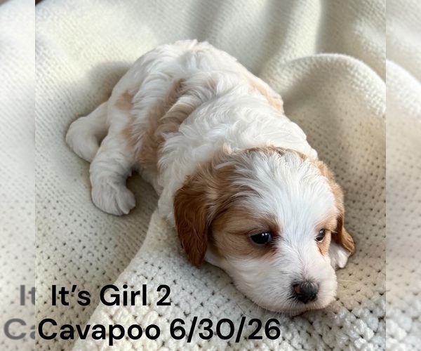 Medium Photo #16 Cavapoo (Miniature) Puppy For Sale in MONTPELIER, OH, USA