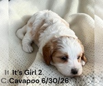 Small #15 Cavapoo (Miniature)