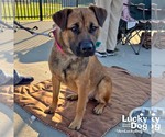 Small #4 Mutt