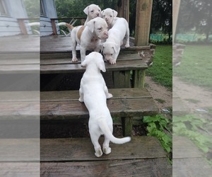 American Bulldog Puppy for Sale in CASSOPOLIS, Michigan USA
