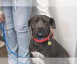 Small Labrador Retriever Mix
