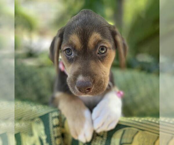 Medium Photo #2 Mutt Puppy For Sale in San Diego, CA, USA