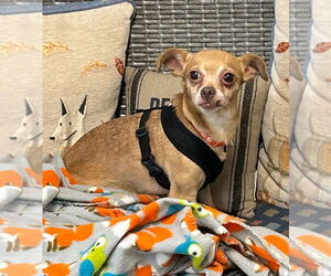 Chihuahua Dogs for adoption in Ellijay, GA, USA