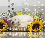 Small Photo #4 English Cream Golden Retriever Puppy For Sale in CONROE, TX, USA