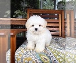 Peanut - Male Mal-Shi Puppy for Sale - Photo #5
