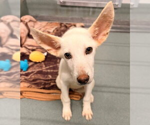 German Shepherd Dog-Unknown Mix Dogs for adoption in Baytown, TX, USA