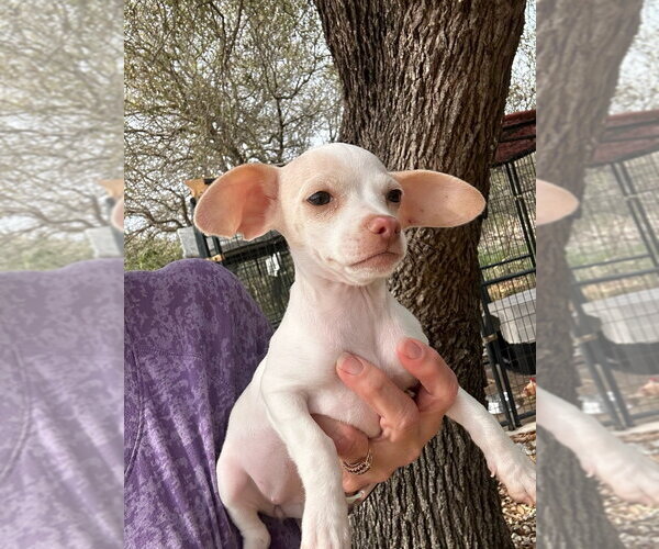 Medium Photo #4 Cheagle Puppy For Sale in Oak Bluffs, MA, USA