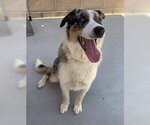 Small Australian Shepherd