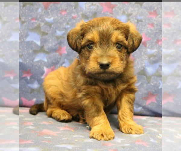 Medium Photo #57 Poocan Puppy For Sale in FAIR OAKS, CA, USA