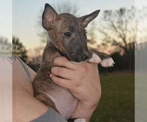 Bull Terrier Puppy for sale in POMONA, MO, USA